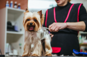 Position available: Experienced Pet Groomer Job, Southern Suburbs & Sutherland Shire NSW